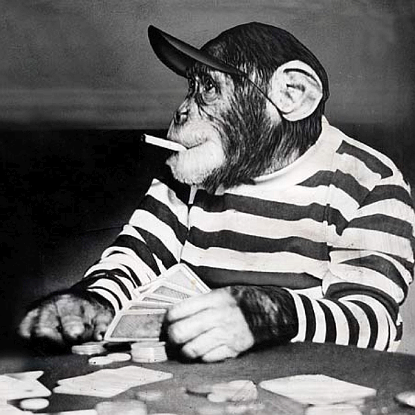 Gambling-Monkey